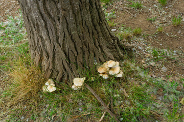 A group of mushrooms at the foot of a tree trunk