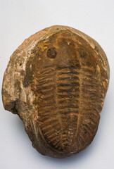 Fossile, Trilobite, dalmanites ordovicien, Europe