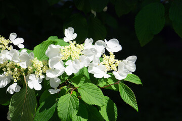 Japanese snowball bush in bloom with bright green fresh leaves