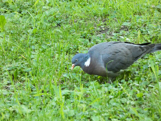 Garden Dove (Streptopelia decaocto) has breakfast in the morning grass