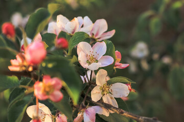 Beautiful apple tree in blossom. Pink flower buds. Spring blooming floral background. Selective focus.