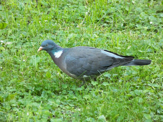 Garden Dove (Streptopelia decaocto) has breakfast in the morning grass