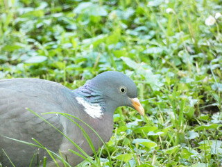 Garden Dove (Streptopelia decaocto) has breakfast in the morning grass