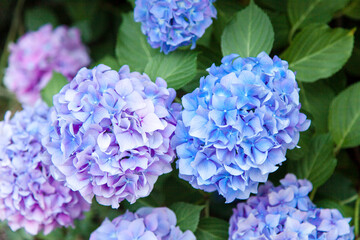 Hydrangea flowers. Blue, lilac, violet, purple bushes blooming in spring and summer