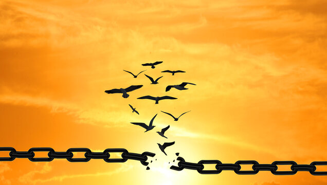 Birds Breaking The Chains And  Flying Away  Over The Sunset. FREEDOM Concept. Stunning Sky Background 