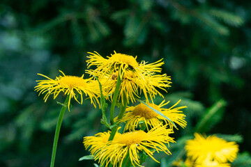 Elecampane, nardus golden flower (Нnula salicina). Drug plant in treatment of bronchitis, migraine, heart pain.