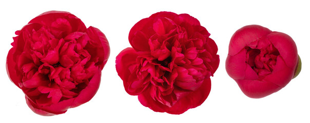 peony flower of a tree-like burgundy color, isolate for clipping on a white background