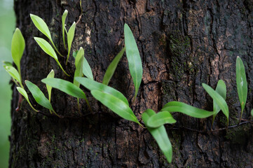 green plant growing in the garden