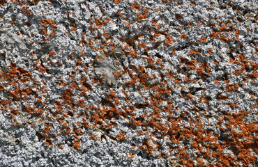mousse rouge sur un mur