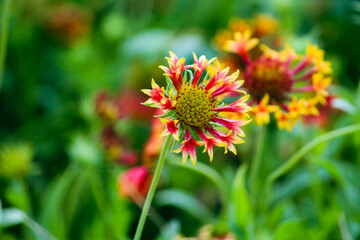 red and yellow flower