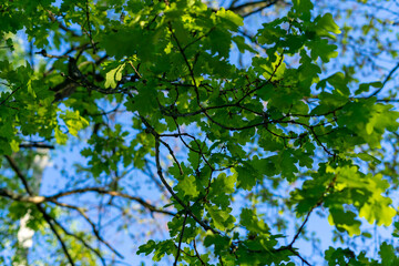 Green oak leaves on a blue sky background