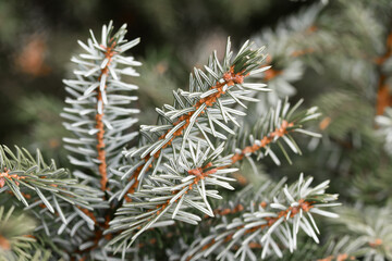 Naklejka na ściany i meble Closeup macro of pine tree