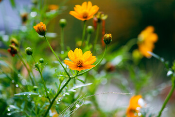 flower in the garden