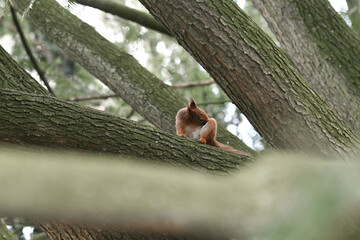 Photo of a squirrel in a tree