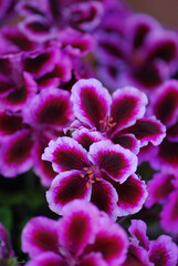 Naklejka premium PELARGONIUM, GERANIOS FUCSIA