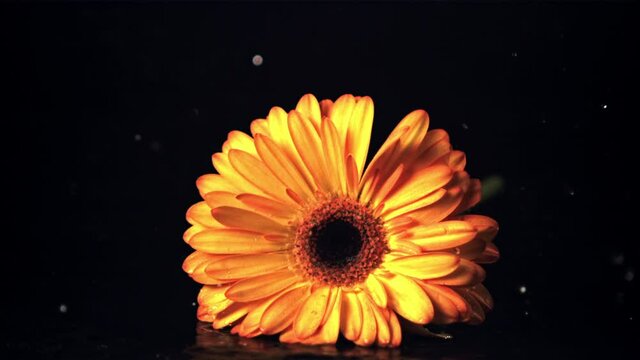 Super slow motion flower gerber falls on the table. On a black background. Filmed on a high-speed camera at 1000 fps.