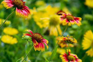red and yellow flowers