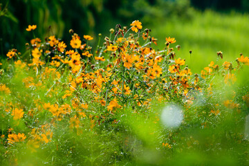 meadow with flowers