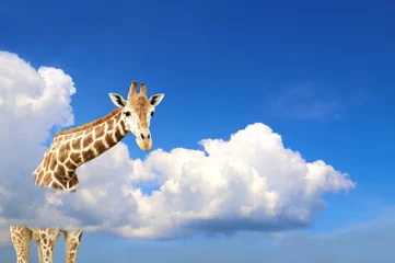 Gordijnen Cute giraffe in the sky © frenta