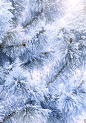 Vertical Christmas background with branch of pine covered with frost