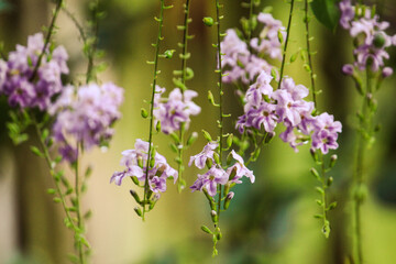 flowers in the garden