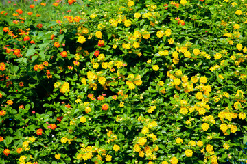 yellow flowers background