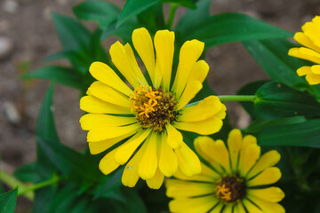 yellow flower in the garden