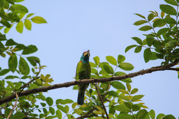 blue and yellow macaw