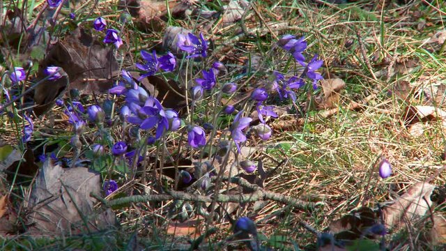 Flowering Liverwort, Hepatica nobilis during spring