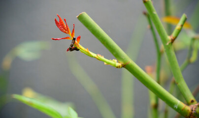 Brown white-spotted caterpillar crawls up to the young rose leaves. destroying rose plants in the garden.