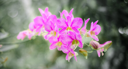 Beautiful Orchid branch in the flower garden against soft bokeh natural background.