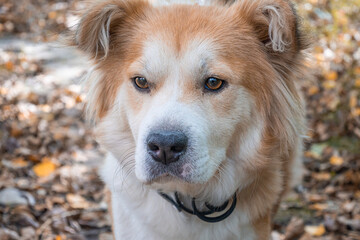Close-up of a beautiful white-red dog.