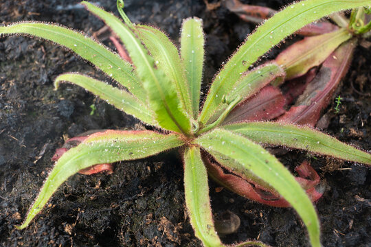Drosera Adelae Sundew Carnivorous Plant