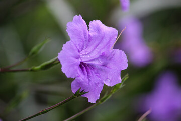 Fototapeta premium purple flower in the garden