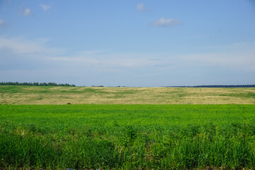 The road in Siberia at the beginning of summer