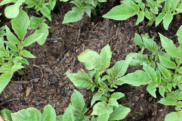 Fresh organic Potato Plants on the Field in Germany