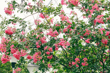 flowers in the garden