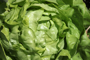 Fresh organic Butterhead Lettuce on the Field in Germany