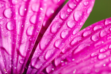 MARGARITA COLOR FUCSIA CON ROCÍO