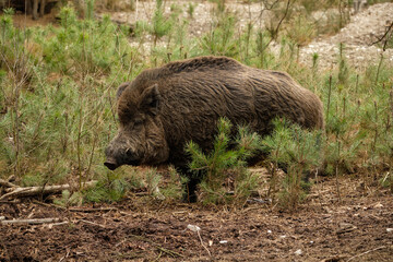 Wild boar (Sus scrofa) in the forest, Czech Republic, wildlife photography