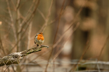 European robin (Erithacus rubecula), wildlife photography. Czech Republic, Europe
