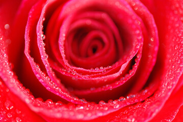 ROSA ROJA CON ROCÍO