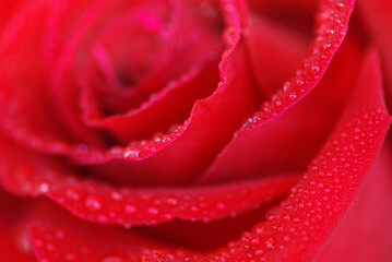 ROSA ROJA EN MACRO