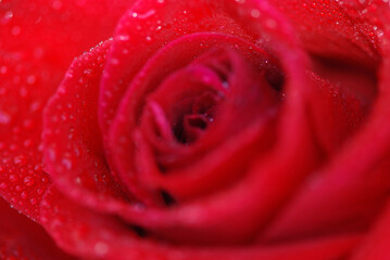 ROSA ROJA EN MACRO