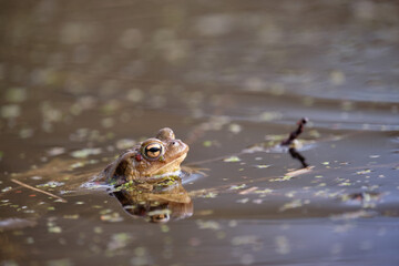 Common toad (Bufo bufo) in water, wildlife photography, Czech Republic