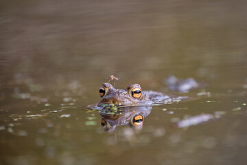 Common toad (Bufo bufo) in water, wildlife photography, Czech Republic