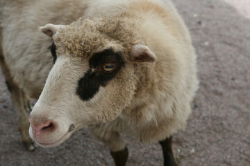 White sheep with black eyes