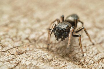 Jumping spider (Heliophanus sp.) on bark. Czech Republic, Europe