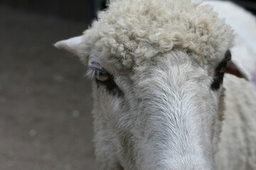 The head of a white sheep.