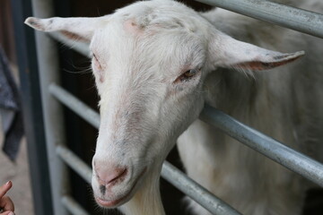 The head of a white goat